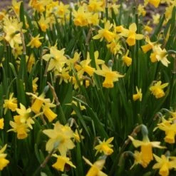 Narcissus 'Tête-à-Tête' -Garden Bloomy Shop x600 27097