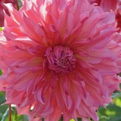 Dahlia 'Islander' 9 Dahlia 'Islander' -Garden Bloomy Shop x600 27132