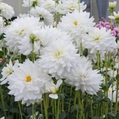 Dahlia 'Eternal Snow' 8 Dahlia 'Eternal Snow' -Garden Bloomy Shop x600 27134