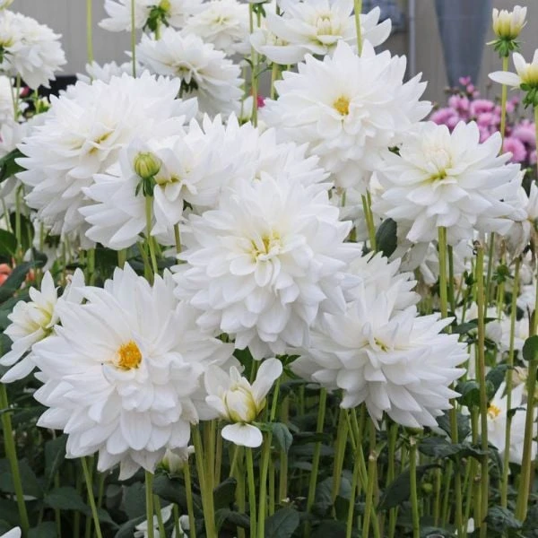 Dahlia 'Eternal Snow' 5 Dahlia 'Eternal Snow' - Image 3