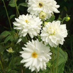 Dahlia 'Eternal Snow' 9 Dahlia 'Eternal Snow' -Garden Bloomy Shop x600 27135