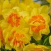 Narcissus 'Vulcanello' 2 Narcissus 'Vulcanello' -Garden Bloomy Shop x600 27238