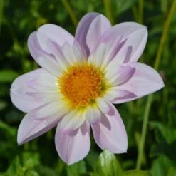 Dahlia 'Teesbrooke Audrey' -Garden Bloomy Shop x600 27311