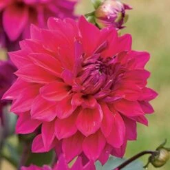 Dahlia 'Engelhardt's Matador' -Garden Bloomy Shop x600 27312
