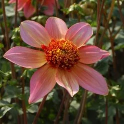 Dahlia 'Totally Tangerine' 9 Dahlia 'Totally Tangerine' -Garden Bloomy Shop x600 27325