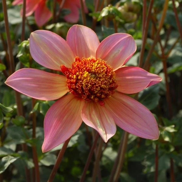 Dahlia 'Totally Tangerine' 6 Dahlia 'Totally Tangerine' - Image 4