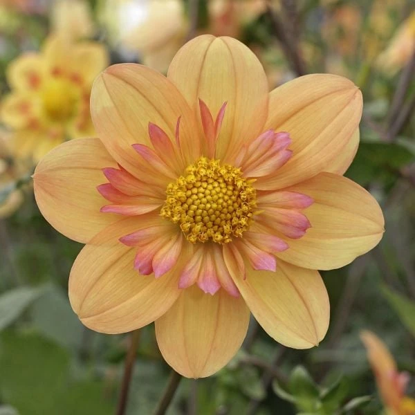 Dahlia 'Kelsey Annie Joy' 4 Dahlia 'Kelsey Annie Joy' - Image 2