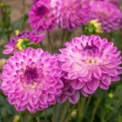 Dahlia 'Mediterrannee' -Garden Bloomy Shop x600 27332