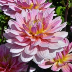 Dahlia 'Pink Magic' -Garden Bloomy Shop x600 27337