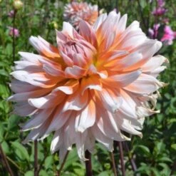 Dahlia 'Okapis Sunset' -Garden Bloomy Shop x600 27355