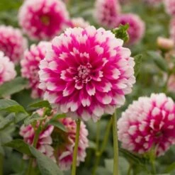 Dahlia 'Fuzzy Wuzzy' -Garden Bloomy Shop x600 27358