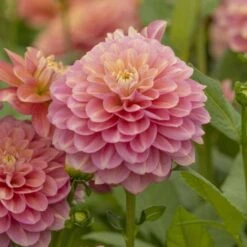 Dahlia 'Milena Fleur' -Garden Bloomy Shop x600 27360