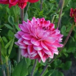 Dahlia 'Seniors Dream' 11 Dahlia 'Seniors Dream' -Garden Bloomy Shop x600 27362