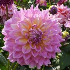 Dahlia 'Strawberry Ice' -Garden Bloomy Shop x600 27376