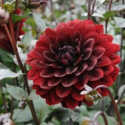 Dahlia 'Karma Choc' -Garden Bloomy Shop x600 27379