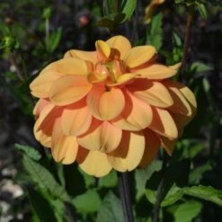 Dahlia 'Ginger Snap' -Garden Bloomy Shop x600 27382