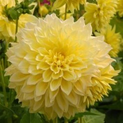 Dahlia 'Kelvin Floodlight' 10 Dahlia 'Kelvin Floodlight' -Garden Bloomy Shop x600 27384