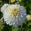 Dahlia 'Snow Cap' -Garden Bloomy Shop x600 27387