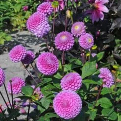 Dahlia 'Franz Kafka' -Garden Bloomy Shop x600 27390