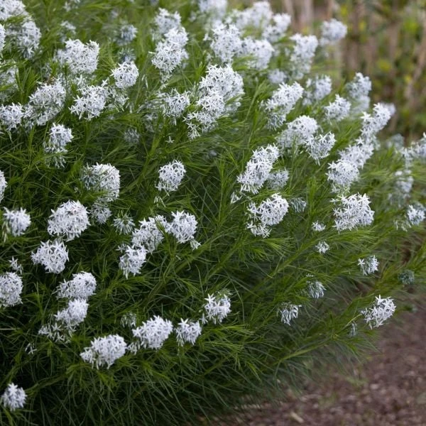 Amsonia Hubrichtii 3 Amsonia Hubrichtii