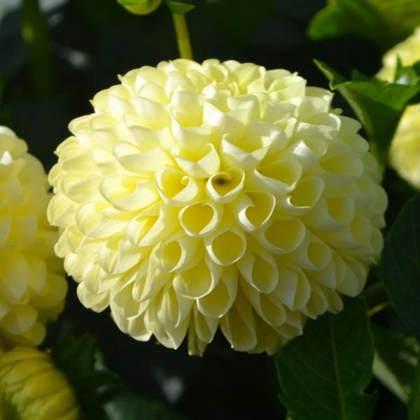 Dahlia 'Nettie' 4 Dahlia 'Nettie' - Image 2