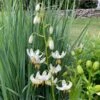 Lilium Martagon 'Snowy Morning' -Garden Bloomy Shop x600 27445