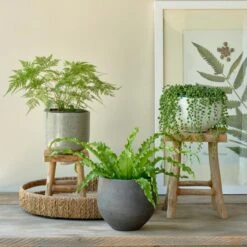 Senecio String Of Pearls In White Fiberstone Bowl -Garden Bloomy Shop x600 27550