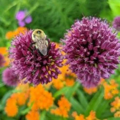 Allium Sphaerocephalon -Garden Bloomy Shop x600 27599