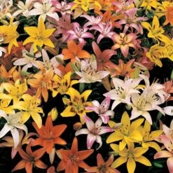 Lilium Naturalizing Mix 8 Lilium Naturalizing Mix -Garden Bloomy Shop x600 27732