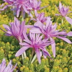 Colchicum 'Waterlily' 9 Colchicum 'Waterlily' -Garden Bloomy Shop x600 27748