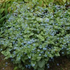 Brunnera Macrophylla 'Jack Frost' 13 Brunnera Macrophylla 'Jack Frost' -Garden Bloomy Shop x600 27777