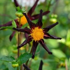 Dahlia 'Verrone's Obsidian' -Garden Bloomy Shop x600 27992