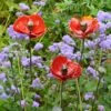 Red Poppy Garden Stake 1 Red Poppy Garden Stake -Garden Bloomy Shop x600 28036
