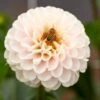 Dahlia 'Light Wizard' -Garden Bloomy Shop x600 28271