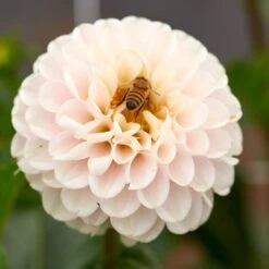 Dahlia 'Light Wizard'