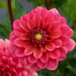 Dahlia 'Salmon Runner' 7 Dahlia 'Salmon Runner' -Garden Bloomy Shop x600 28278