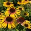 Echinacea Purpurea Butterfly™ Yellow Rainbow Marcella 2 Echinacea Purpurea Butterfly™ Yellow Rainbow Marcella -Garden Bloomy Shop x600 28284