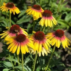 Echinacea Purpurea Butterfly™ Yellow Rainbow Marcella -Garden Bloomy Shop x600 28285