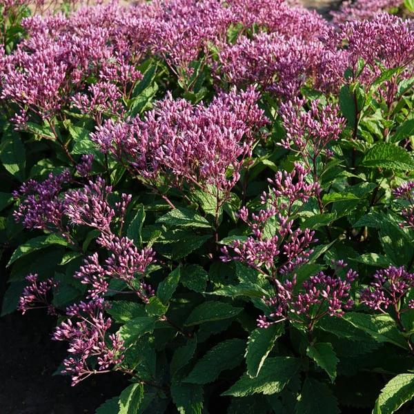 Eupatorium Purpureum Euphoria™ Ruby 3 Eupatorium Purpureum Euphoria™ Ruby