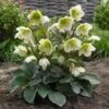 Helleborus Frostkiss® Molly's White -Garden Bloomy Shop x600 28423