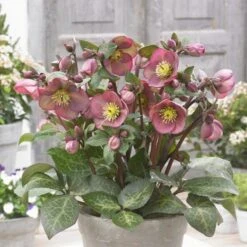 Helleborus Frostkiss® Pippa's Purple 7 Helleborus Frostkiss® Pippa's Purple -Garden Bloomy Shop x600 28424