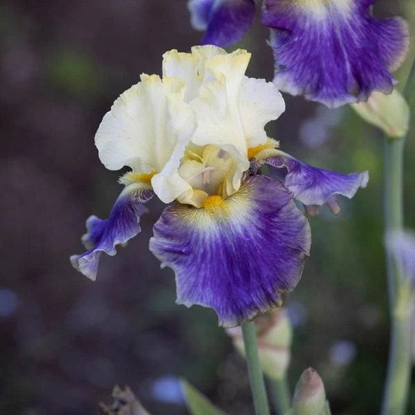 Iris Germanica 'Sunny Glitter' 4 Iris Germanica 'Sunny Glitter' - Image 2