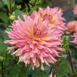 Dahlia 'Omega' -Garden Bloomy Shop x600 28457