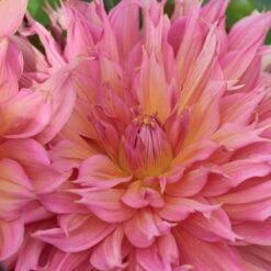 Dahlia 'Omega' -Garden Bloomy Shop x600 28458
