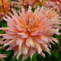 Dahlia 'Omega' -Garden Bloomy Shop x600 28459