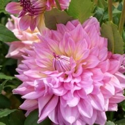 Dahlia 'Strawberry Ice' -Garden Bloomy Shop x600 28470