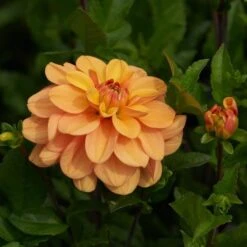Dahlia 'Ginger Snap' -Garden Bloomy Shop x600 28472