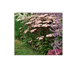 Sedum Telephium 'Matrona'