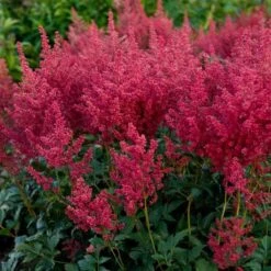 Astilbe 'Montgomery' -Garden Bloomy Shop x600 28659