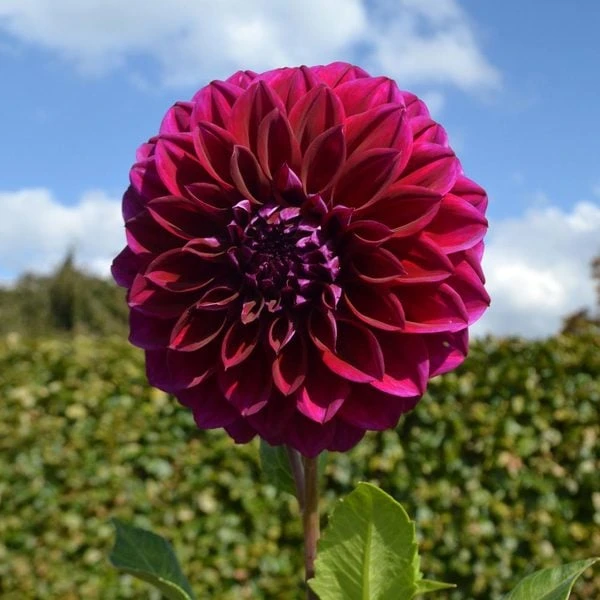 Dahlia 'Diva' 4 Dahlia 'Diva' - Image 2